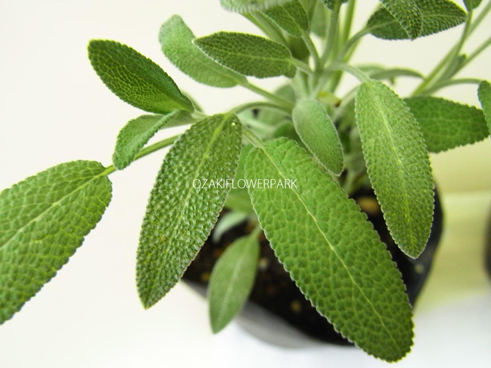 セージ コモンセージ サルビア オフィシナリス オザキフラワーパーク