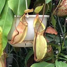 食虫植物 オザキフラワーパーク