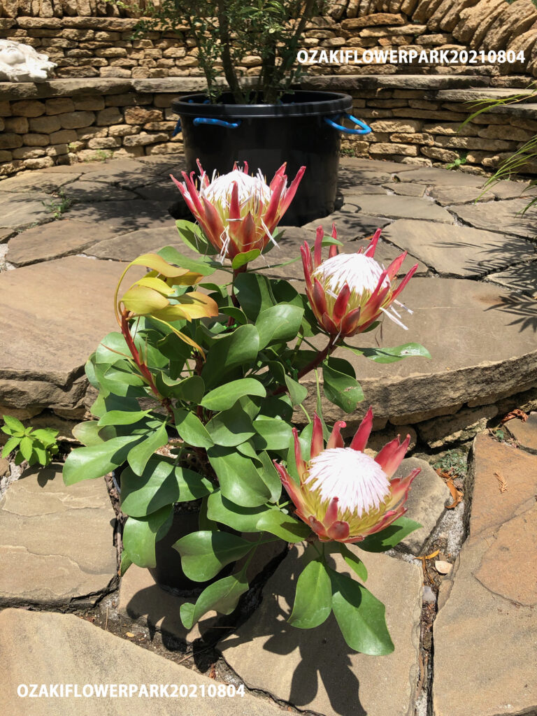 1f プロテア入荷情報 オザキフラワーパーク