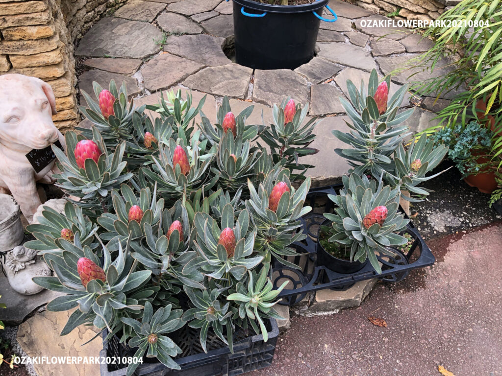 1f プロテア入荷情報 オザキフラワーパーク