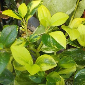 ペペロミア セルペンス オザキフラワーパーク