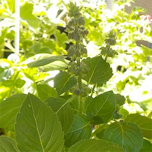 バジル ホーリーバジル オザキフラワーパーク バジル ホーリーバジル オザキフラワーパーク