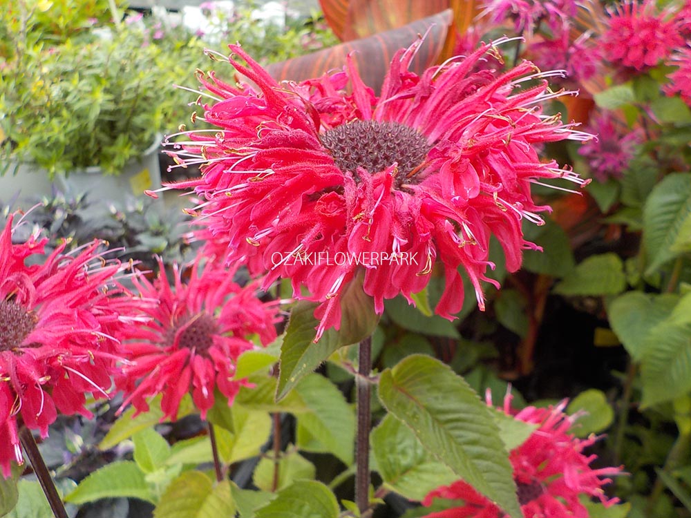 モナルダ ベルガモット オザキフラワーパーク