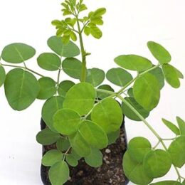 モリンガ マルンガイ オザキフラワーパーク