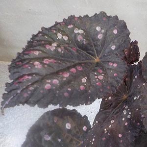 レックスベゴニア ミスターガーデン オザキフラワーパーク