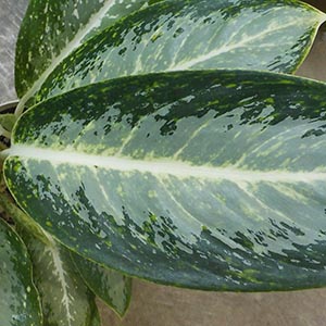 アグラオネマ（アグラオネマ・ビクトリー） | オザキフラワーパーク