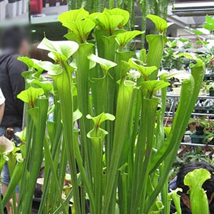 く*い様 食虫植物 サラセニア ももいろといき 食虫植物 サラセニア♪