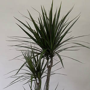 ドラセナ | オザキフラワーパーク | オザキフラワーパーク