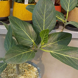 フィカス・ベンガレンシス | オザキフラワーパーク | オザキフラワーパーク