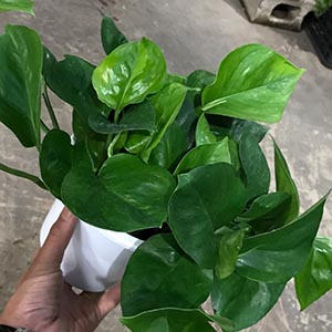 ポトス | オザキフラワーパーク