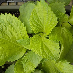 シソ 青じそ 大葉 オザキフラワーパーク