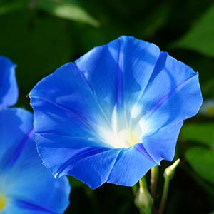 あさがお様 あさがお様専用画面！ 朝顔の画像素材(85,060点以上の高品質な写真・