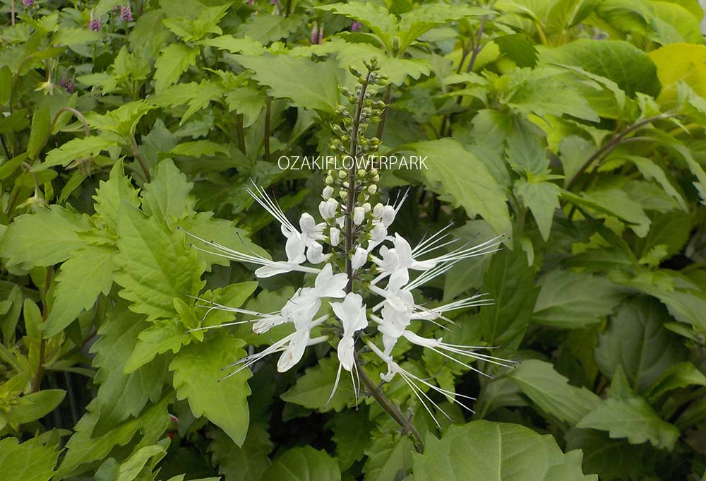 キャッツウィスカー ネコノヒゲ オザキフラワーパーク