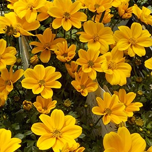 ビデンス ゴールデンエンパイア オザキフラワーパーク