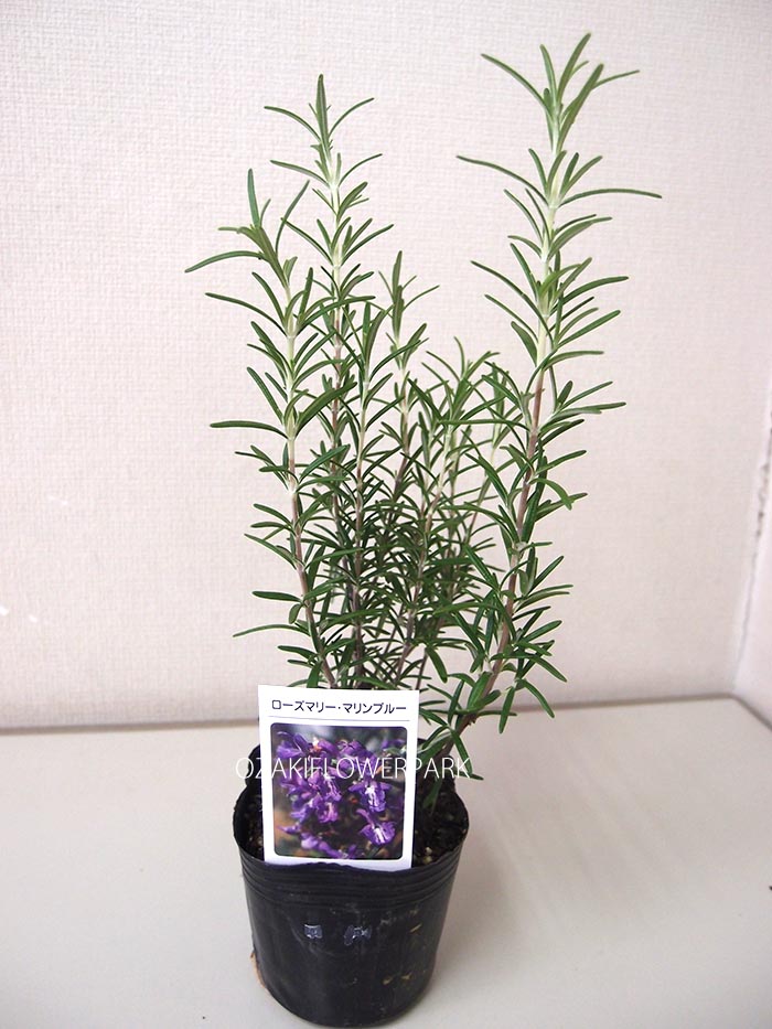 ローズマリー オザキフラワーパーク