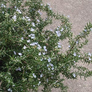 ローズマリー オザキフラワーパーク