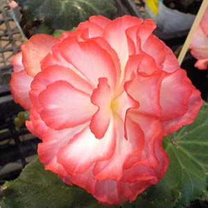 球根ベゴニア オザキフラワーパーク