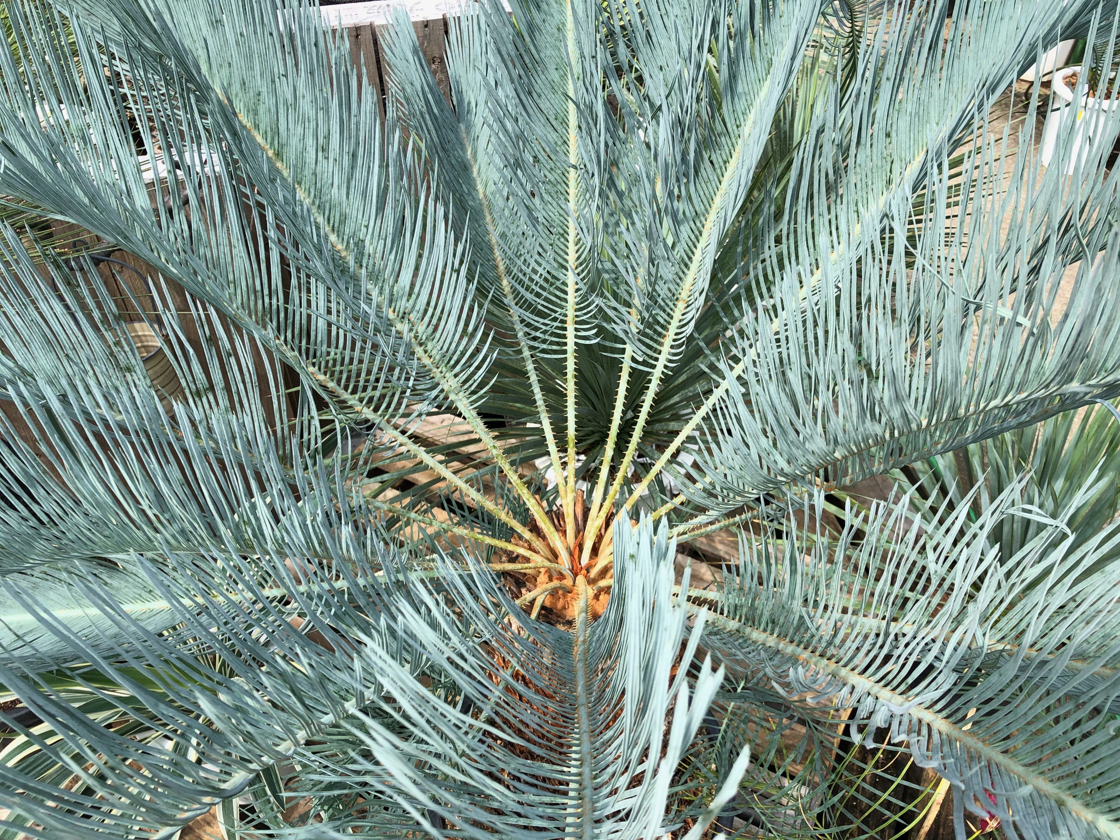 1F|オザキドライガーデン通信vol.2 | オザキフラワーパーク | オザキ