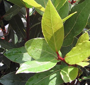 ゲッケイジュ（月桂樹） | オザキフラワーパーク