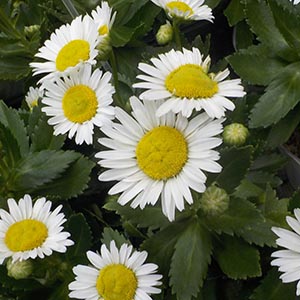 ハマギク（浜菊） | オザキフラワーパーク | オザキフラワーパーク