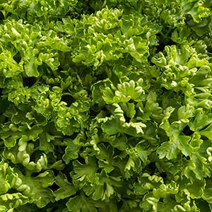 パセリ（パラマウント） | オザキフラワーパーク