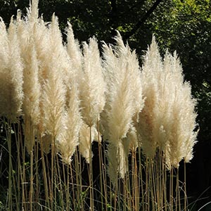 パンパスグラス | オザキフラワーパーク | オザキフラワーパーク