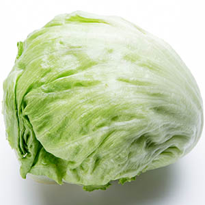 結球レタスの苗 400苗 品種「逸香」 結球レタスの苗 400苗 品種「