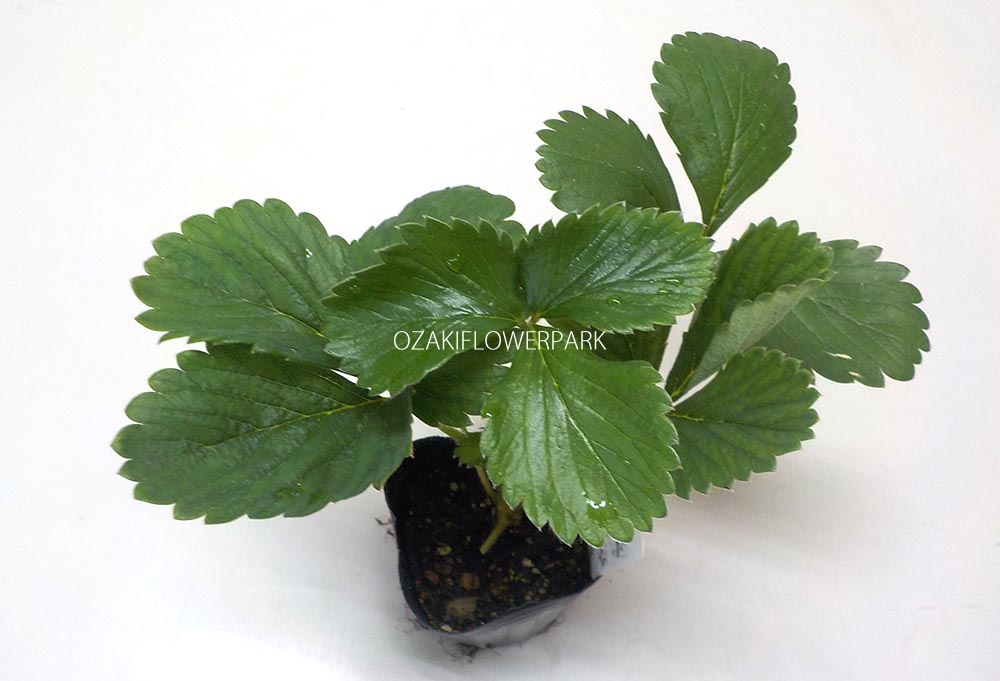 イチゴ 苺 オザキフラワーパーク