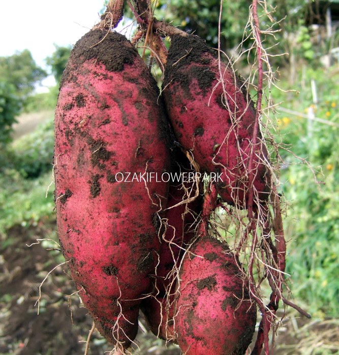 サツマイモ 薩摩芋 オザキフラワーパーク