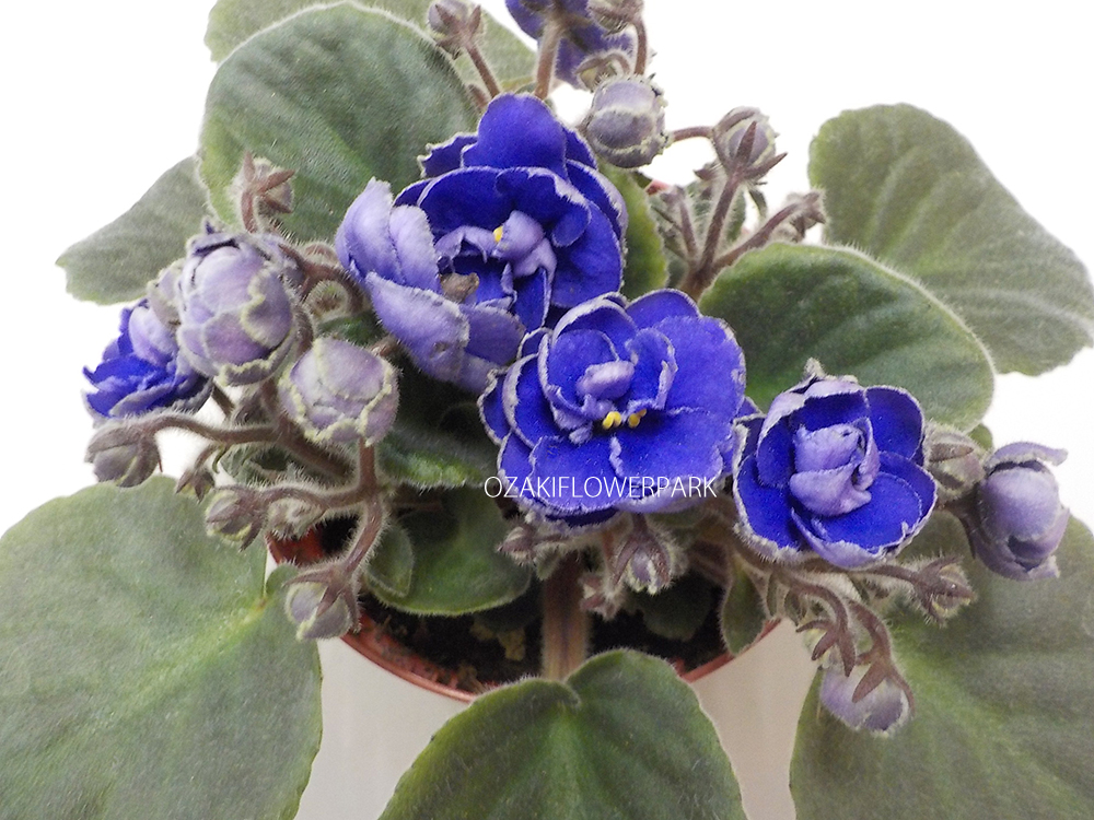 セントポーリア イエローストーン オザキフラワーパーク