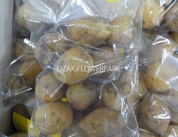 イングリッシュブルーベル オザキフラワーパーク イングリッシュブルーベル オザキフラワーパーク