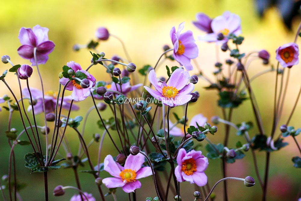 シュウメイギク 秋明菊 オザキフラワーパーク
