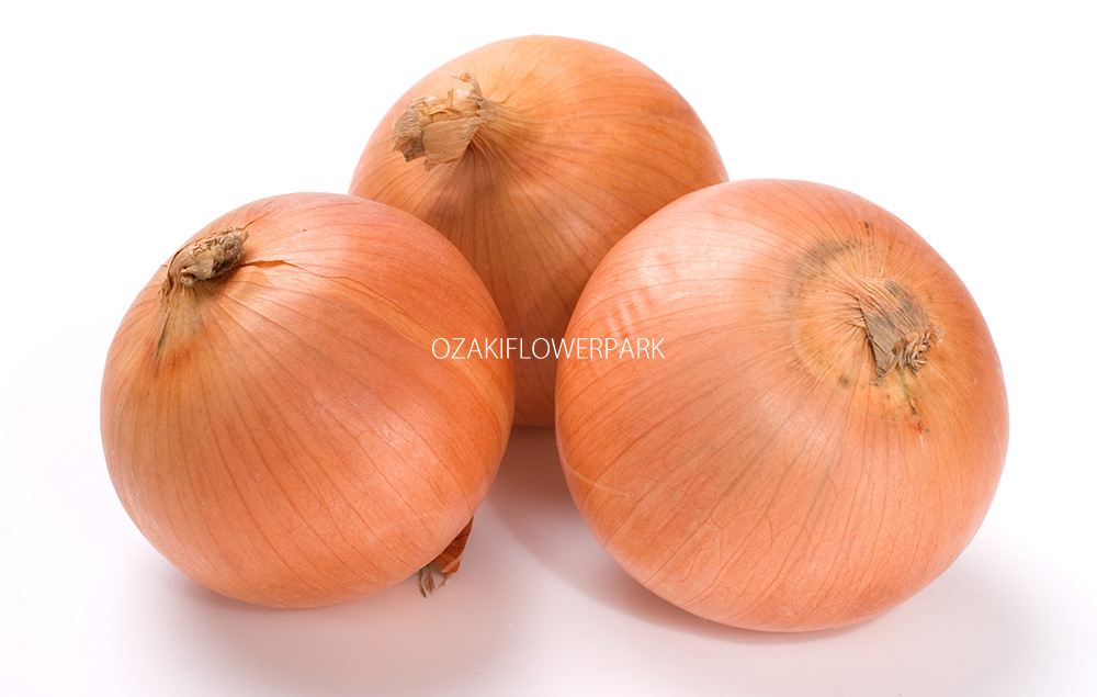 タマネギ 玉葱 オザキフラワーパーク