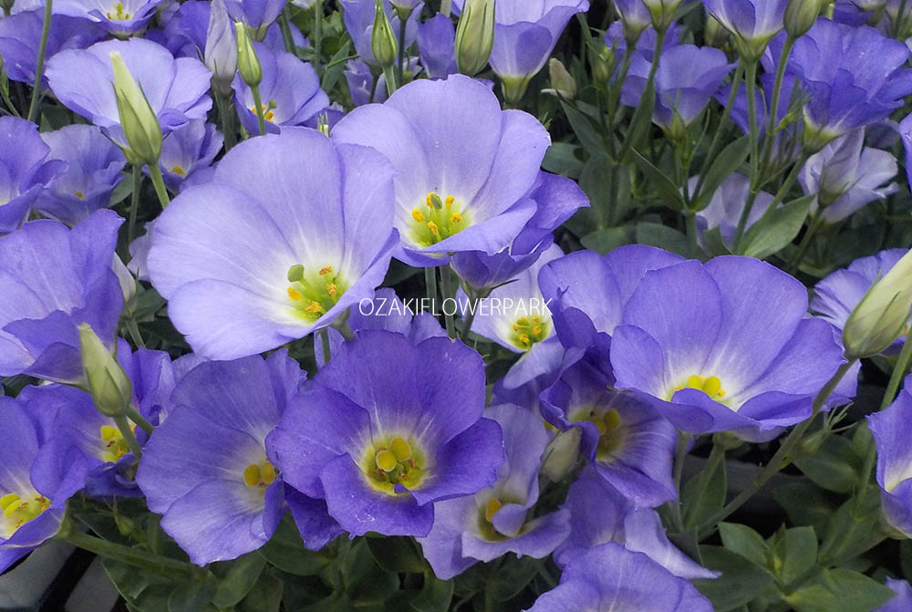 トルコキキョウ ユーストマ オザキフラワーパーク