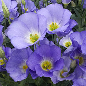 トルコキキョウ ユーストマ オザキフラワーパーク