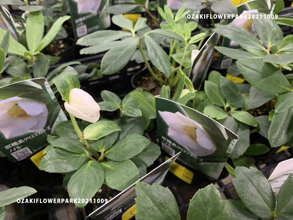 1f 原種シクラメン入荷とその他もろもろ オザキフラワーパーク