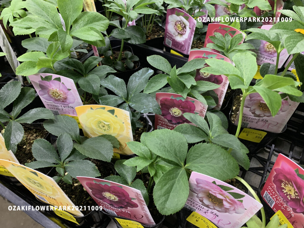 1f 原種シクラメン入荷とその他もろもろ オザキフラワーパーク