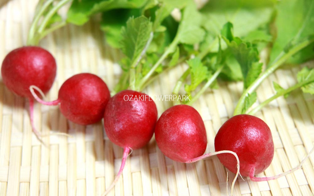ハツカダイコン 二十日大根 オザキフラワーパーク