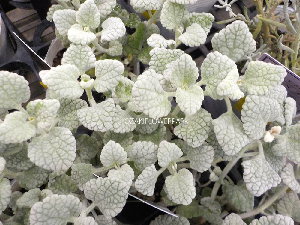 バロータ オザキフラワーパーク