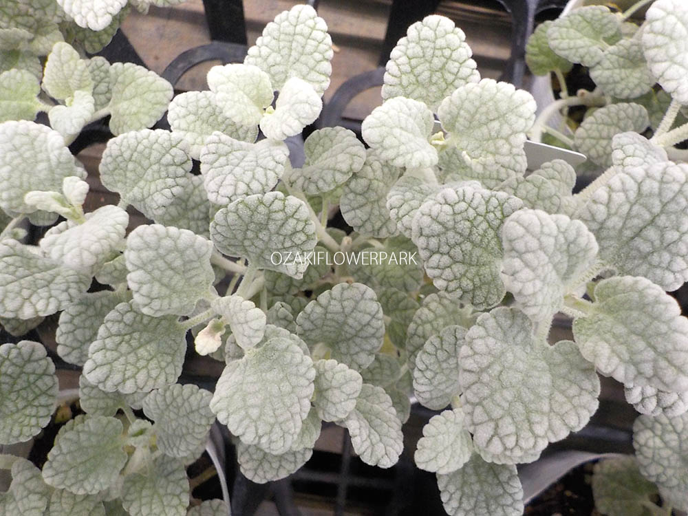 バロータ オザキフラワーパーク