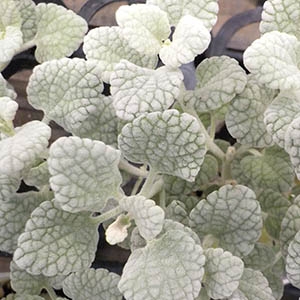 バロータ オザキフラワーパーク