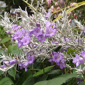 エレモフィラ・ニベア | オザキフラワーパーク | オザキフラワーパーク