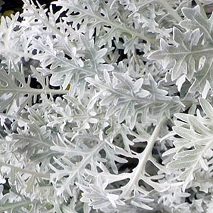 カラテア・ギムノカルパ セントレーア（ギムノカルパ）の特徴や育て方等の紹介【ピンクダスティ