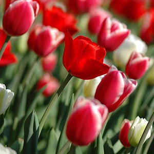 チューリップ | オザキフラワーパーク | オザキフラワーパーク