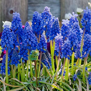 ムスカリ | オザキフラワーパーク | オザキフラワーパーク