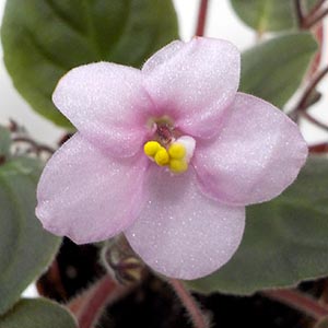 セントポーリア　☆LE-Rosa Vetrou(Rose of winds )☆ Ukrainian  1⁄21 LE-ROZA VETROV(ROSE OF WINDS)\u200b\u200b／セントポーリア／ウクライナ