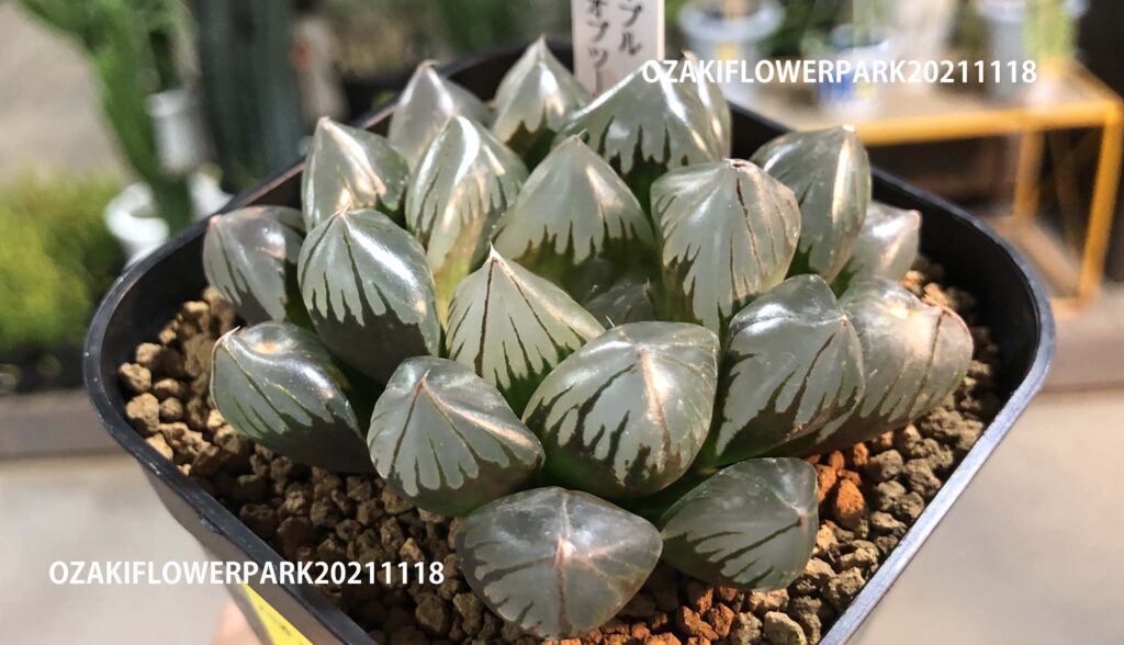 史上最も激安】 多肉植物 ハオルチア パープル水晶オブツーサ 7.5cm