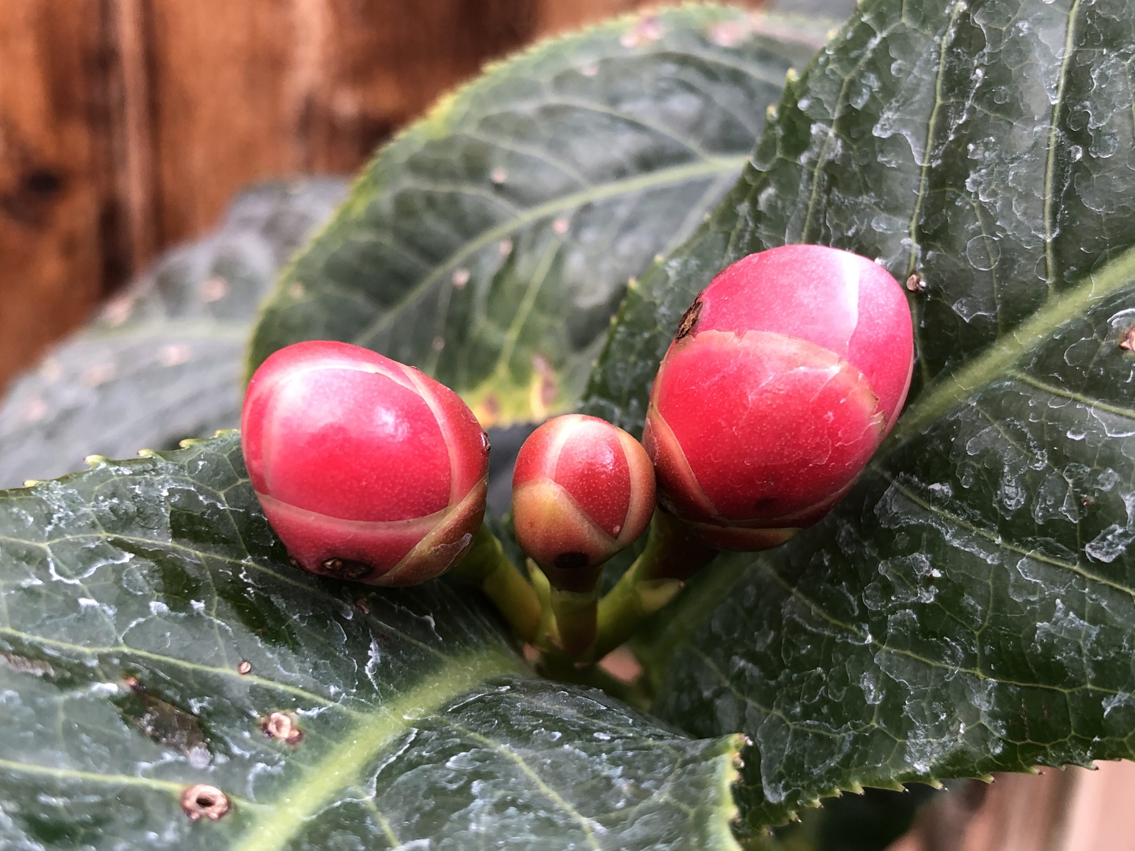 1F|椿レア品種入荷案内 | オザキフラワーパーク | オザキフラワーパーク