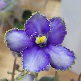 セントポーリア | オザキフラワーパーク