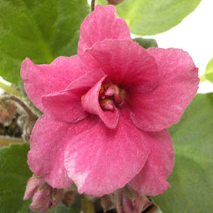 セントポーリア「ジョリーミスチーフ」 | オザキフラワーパーク